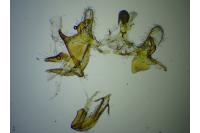 Coleophora nutantella