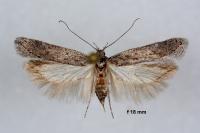 Gelechia asinella