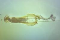 Gelechia asinella