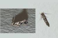 Nemapogon granellus