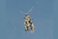 Nemapogon granellus