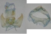 Zimmermannia amani