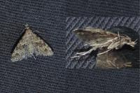 Alucita hexadactyla