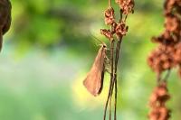 Crassa unitella