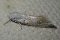 Elachista heringi