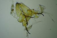 Elachista heringi