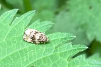 Celypha lacunana