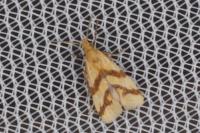 Aethes mauritanica