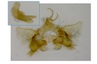 Aethes mauritanica