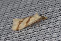 Aethes mauritanica