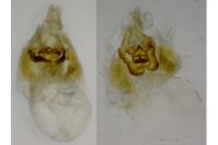 Aethes mauritanica