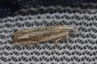 Eucosma albidulana
