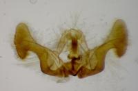 Eucosma albidulana