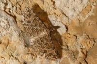 Alucita cymatodactyla