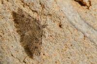 Alucita hexadactyla
