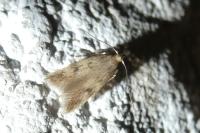 Borkhausenia nefrax