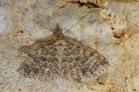 Alucita cymatodactyla