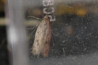 Borkhausenia nefrax