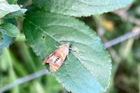Olethreutes arcuella