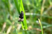 Hedya pruniana