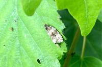Orthotaenia undulana