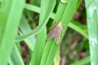 Eurodachtha pallicornella