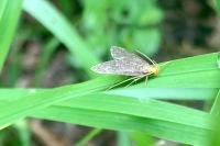 Eurodachtha pallicornella
