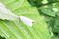 Tortrix viridana