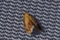 Gynnidomorpha rubricana