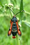 Pyropteron chrysidiforme
