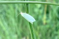 Tortrix viridana