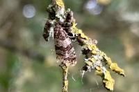Isotrias rectifasciana