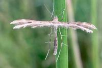 Oxyptilus