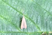 Coleophora