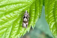 Zeiraphera isertana