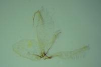 Phyllonorycter phyllocytisi