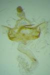 Coleophora insulicola