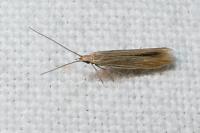 Coleophora insulicola