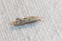 Elachista biatomella