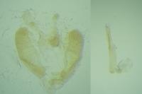 Elachista biatomella