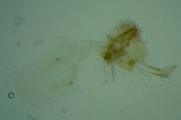 Parornix torquillella