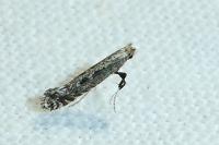 Parornix torquillella