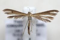 Stenoptilia zophodactyla