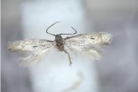 Stephensia unipunctella