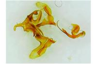 Tortricodes alternella
