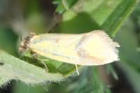 Agapeta zoegana