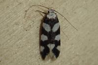 Pseudotelphusa tessella
