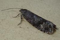Zeiraphera griseana