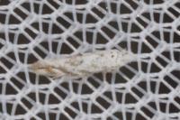 Bucculatrix albedinella