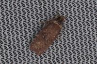 Agonopterix cnicella